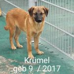 Krümel