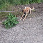 Krümel