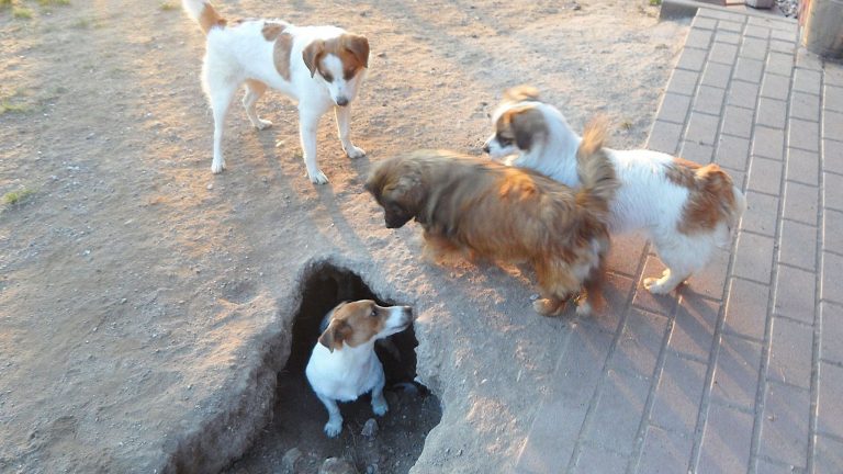 Welcher Hundefreund schmilzt hier nicht weg?!