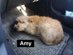 Amy
