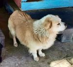 Benji