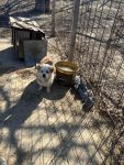 Benji