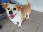 Benji