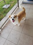 Benji