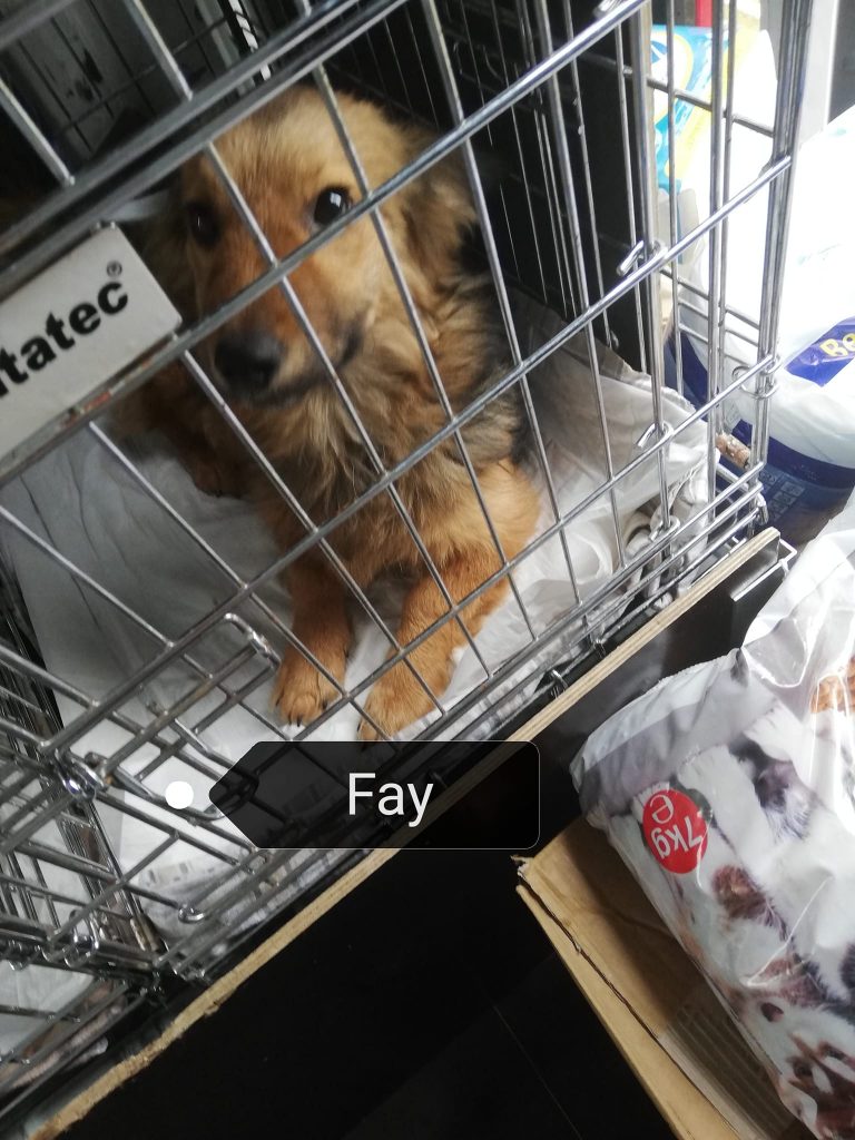 Fay