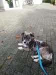 Finja