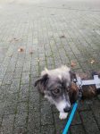 Finja