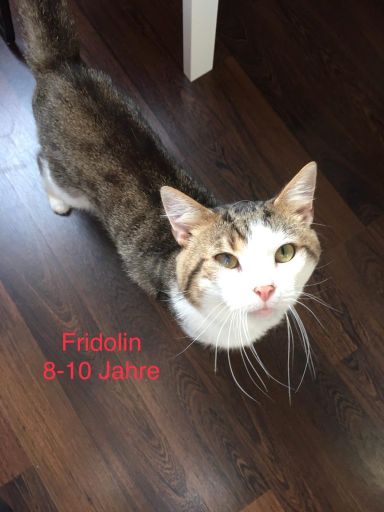 Fridolin