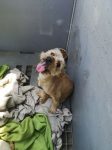 Frieda