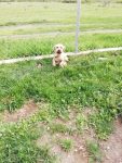 Frieda