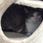 Fritzi