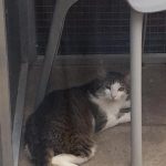 Fritzi