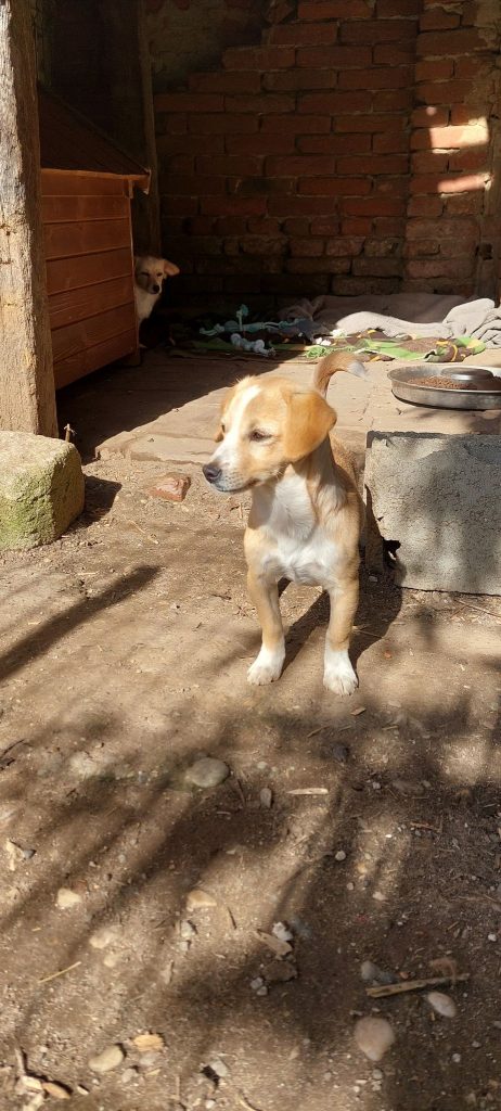 Gia