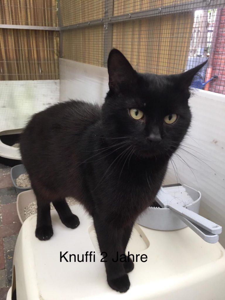 Knuffi