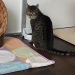 Lieschen
