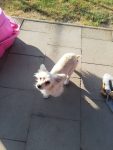 Lottie