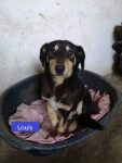 Louis