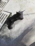 Lucy