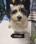Maggy