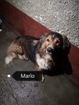Marlo
