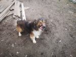 Marlo
