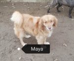 Maya