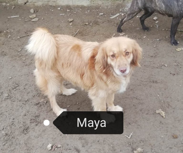Maya