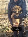 Nala
