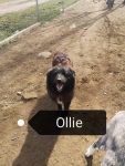 Ollie