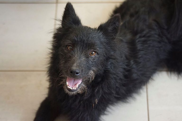 Pepper