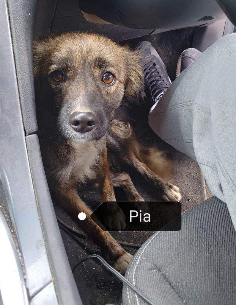 Pia