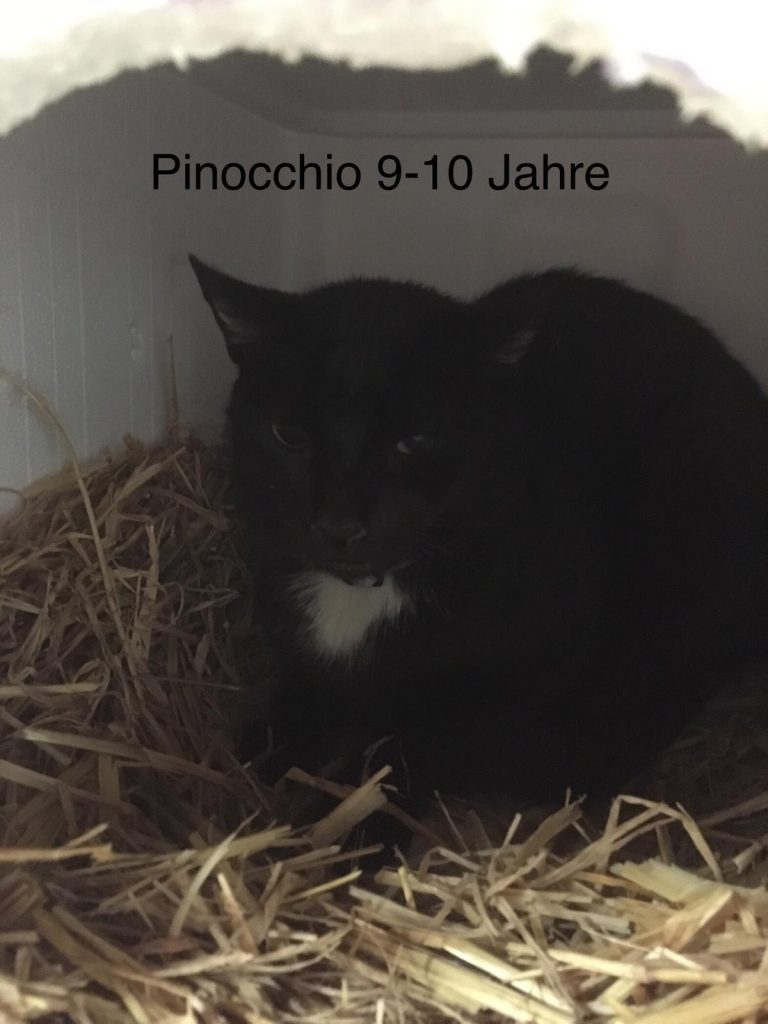 Pinochio