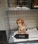 Poldi