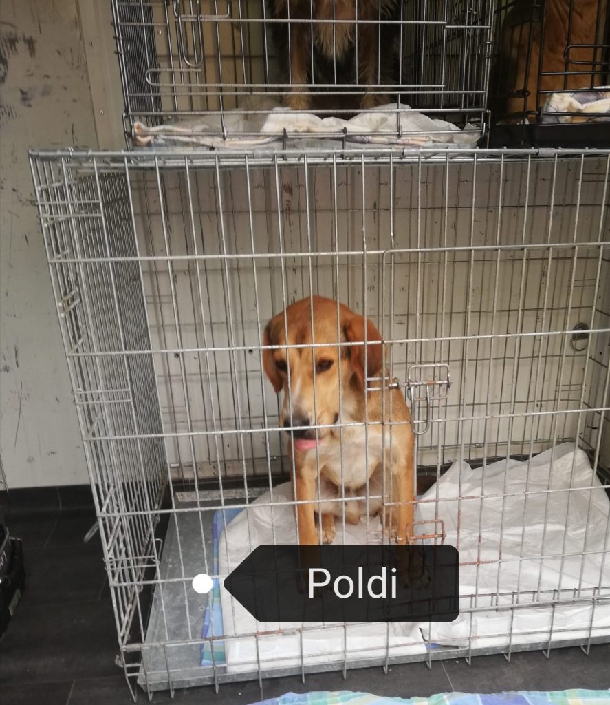Poldi