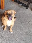 Polli / Maya
