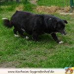 Pullo