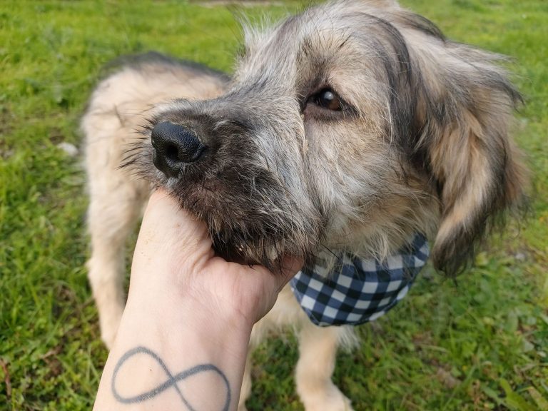 Rocky – Vermittelt