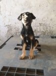Ronja