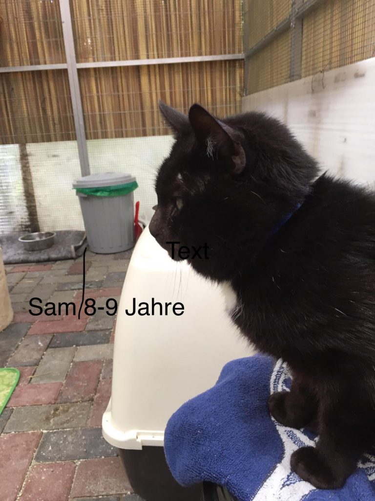 10 Katzen aus Beschlagnahmung