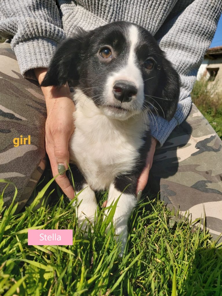 Stella