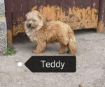 Teddy