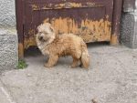 Teddy