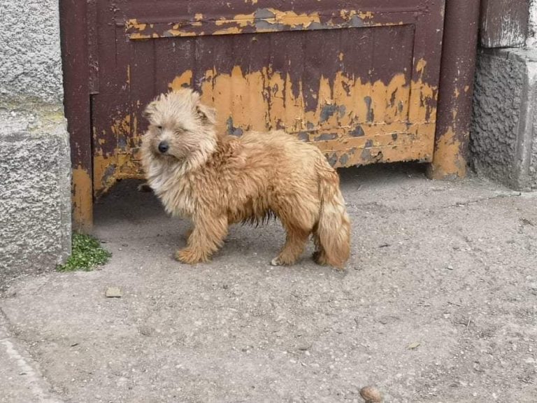 Teddy