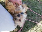 Teddy