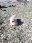 Teddy