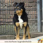 Trixi