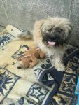 Wusel