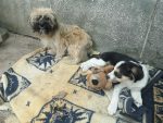 Wusel