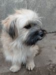 Wusel