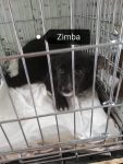 Zimba – vermittelt